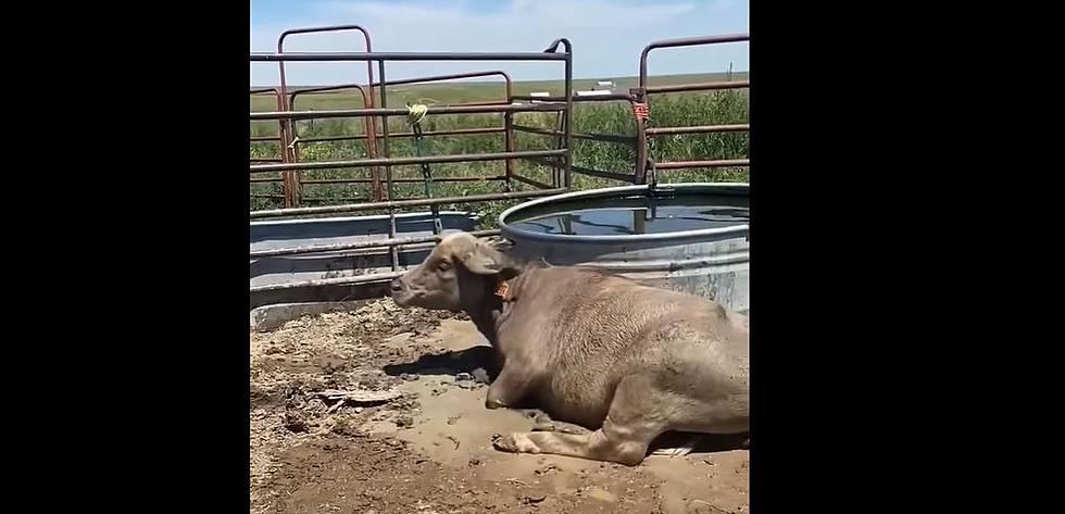 Colorado Water Buffalo Mysteriously Disappears