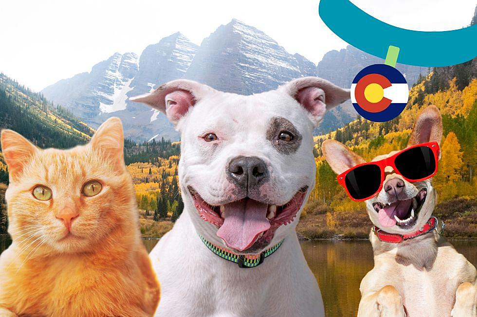 This Colorado City Is the 5th Most Pet-Friendly City in USA