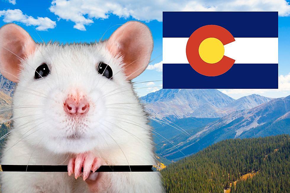 One Colorado City Is One of the Most Rat Infested in Nation