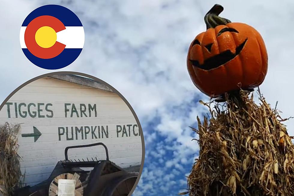 3 Places to Pick the Perfect Pumpkin in Northern Colorado