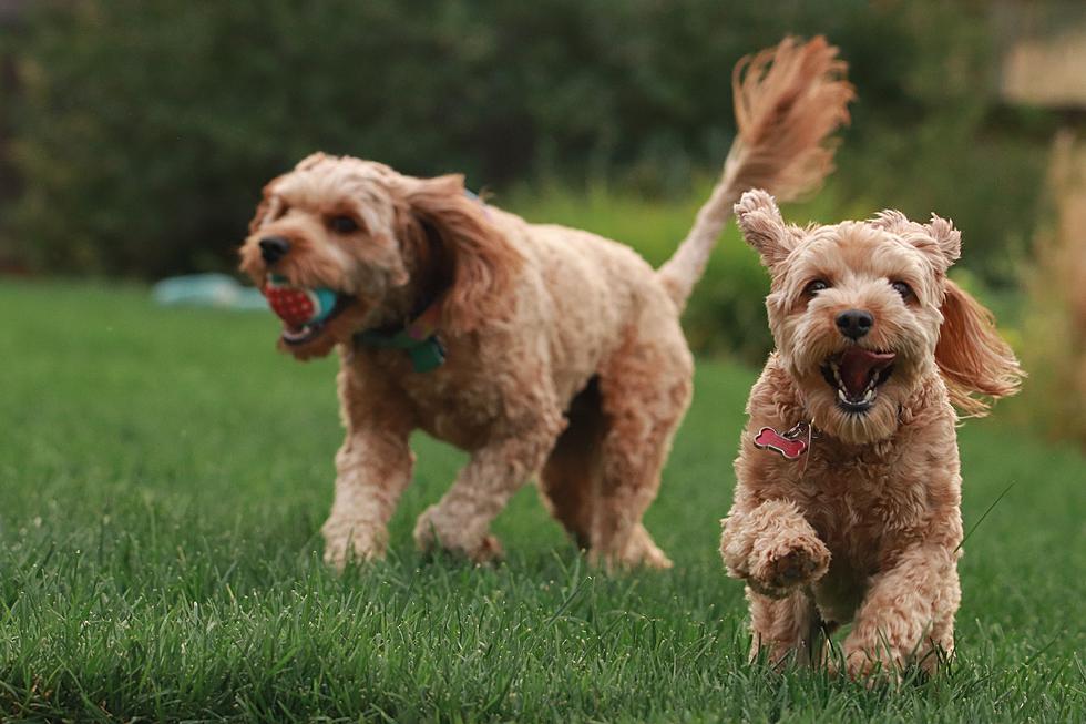 You Can Turn Your Yard into a Private Dog Park in Colorado