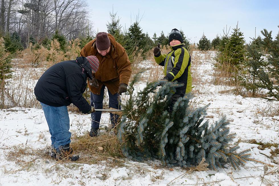Can You Put A Fake Christmas Tree Outside? - Homestead Acres