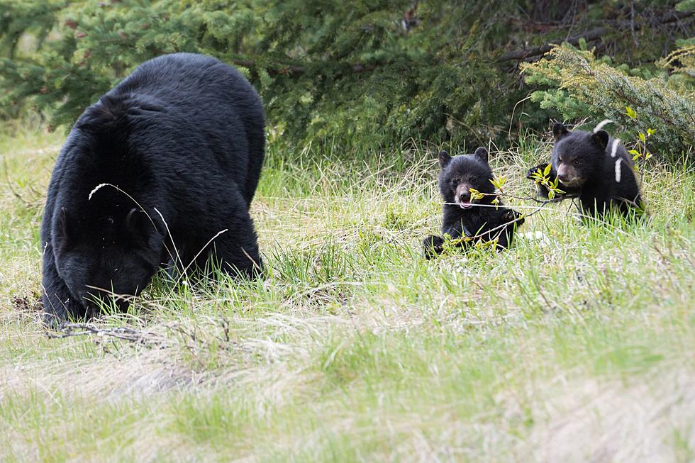 A Colorado Man Has Been Arrested in the Killing of 3 Bears