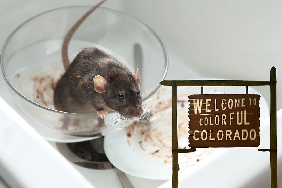 Why Rat Infestations Are Worse Than Ever This Month in Colorado