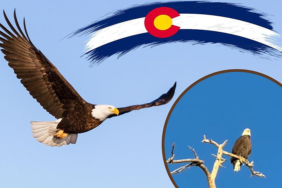 Northern Colorado is Home to a Regularly Seen Bald Eagle