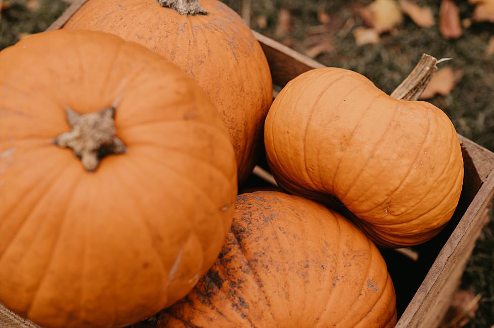 Here's What To Do With Old Pumpkins in Northern Colorado