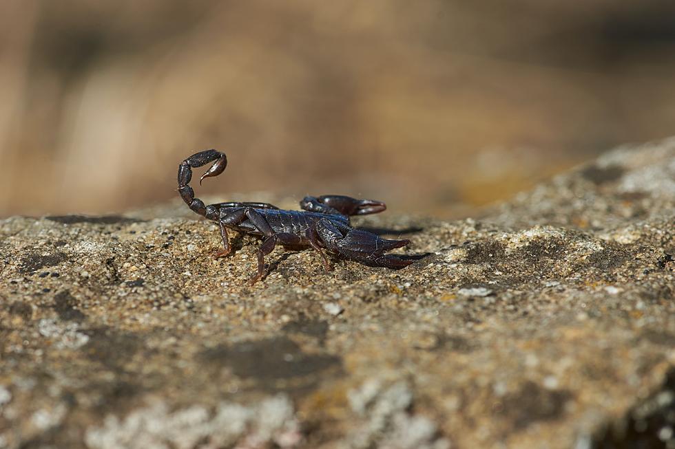 Yikes: These Three Kinds of Scorpions Can Be Found in Colorado
