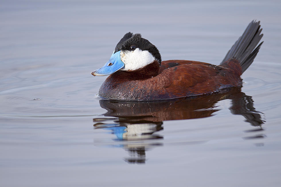 This Unique Colorado Species Has Been Around for Centuries