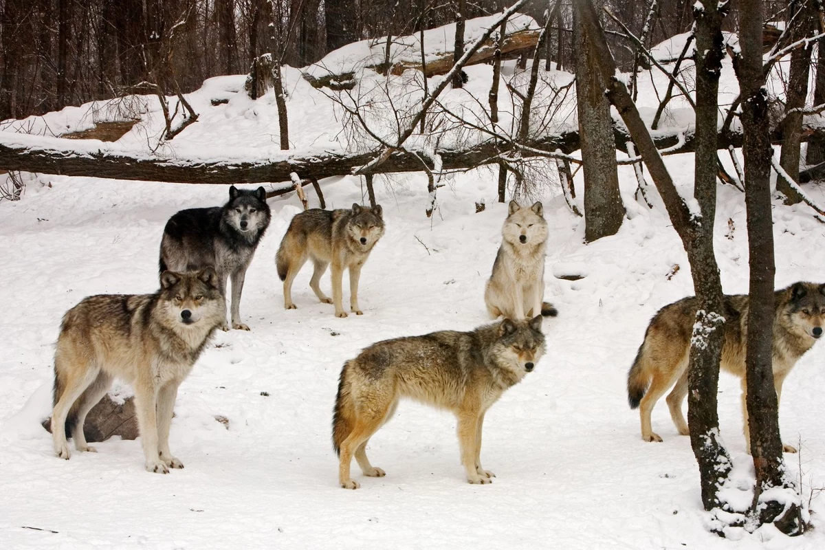 Colorado Releases the First Gray Wolves in the State