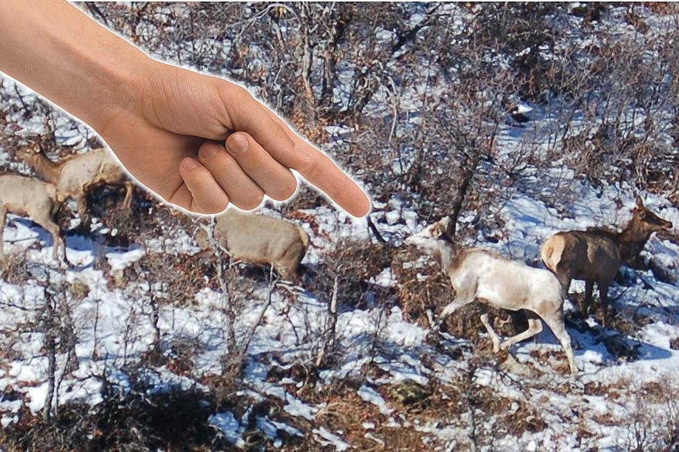 [PHOTOS] A Rare Piebald Elk Was Spotted in Colorado