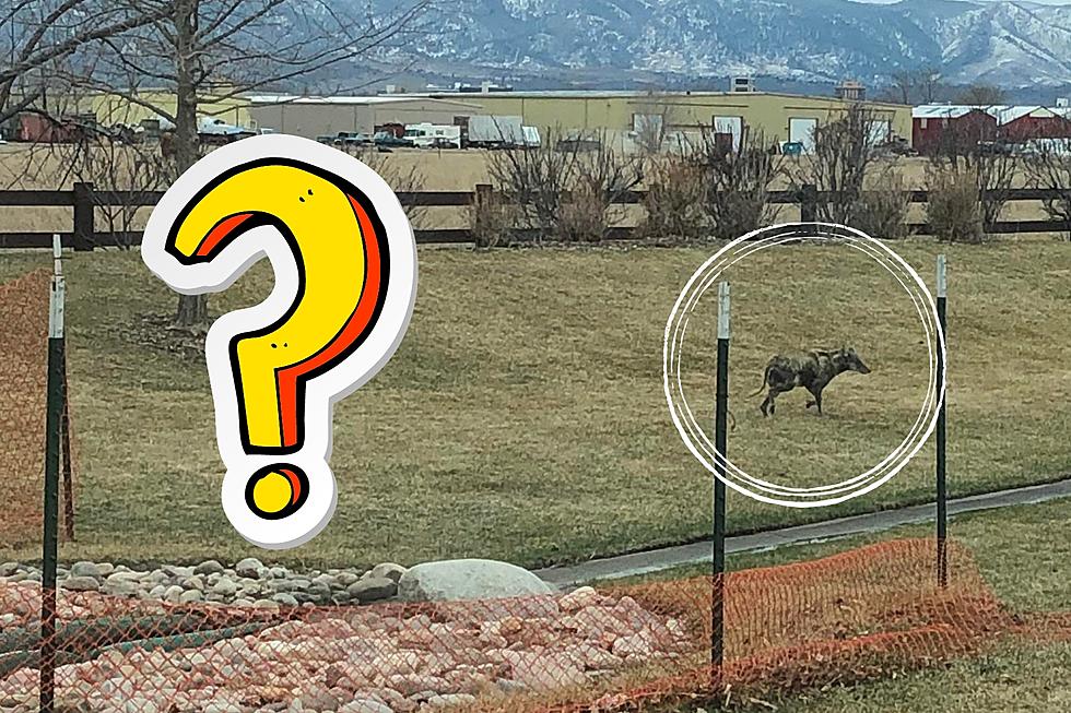 Nobody Can Identify This Mysterious Animal in Northern Colorado: Can You?
