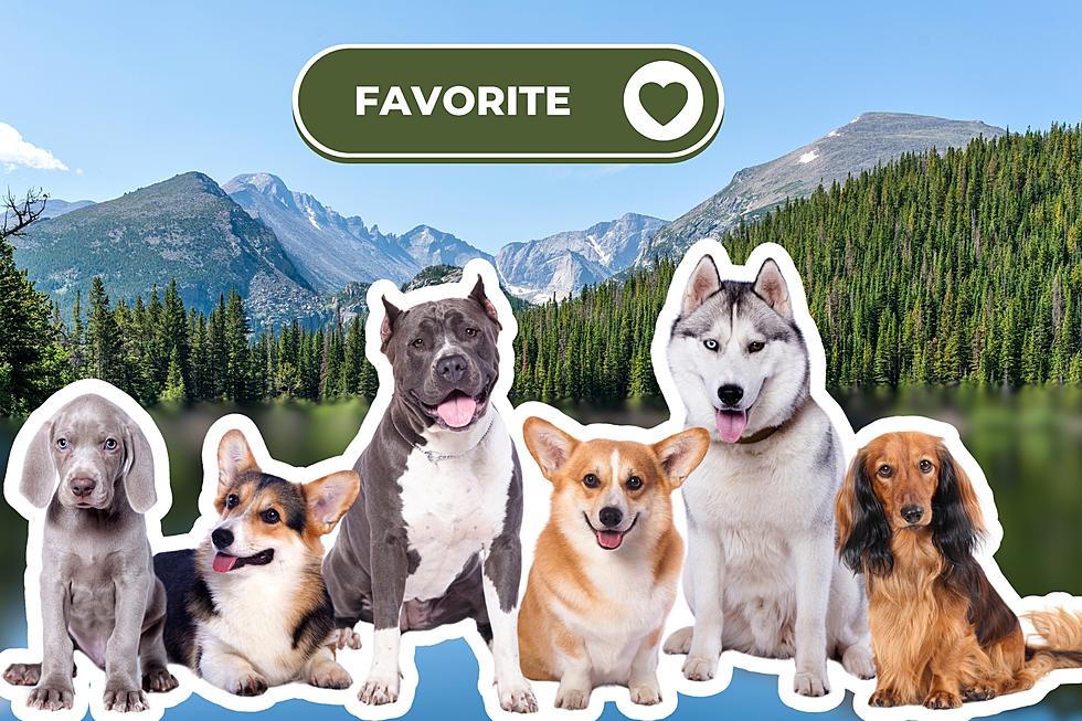 The Debate Is Over: This Is Colorado’s Favorite Dog Breed