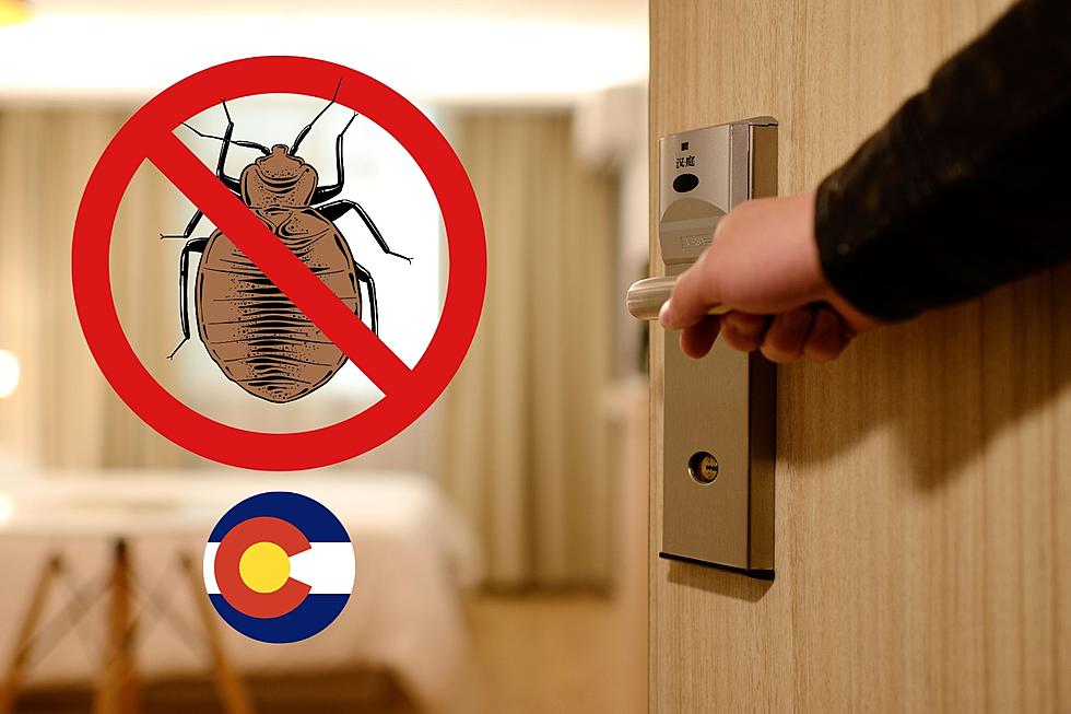 Colorado Travel Warning: Beware of Bed Bugs in These 50 Cities