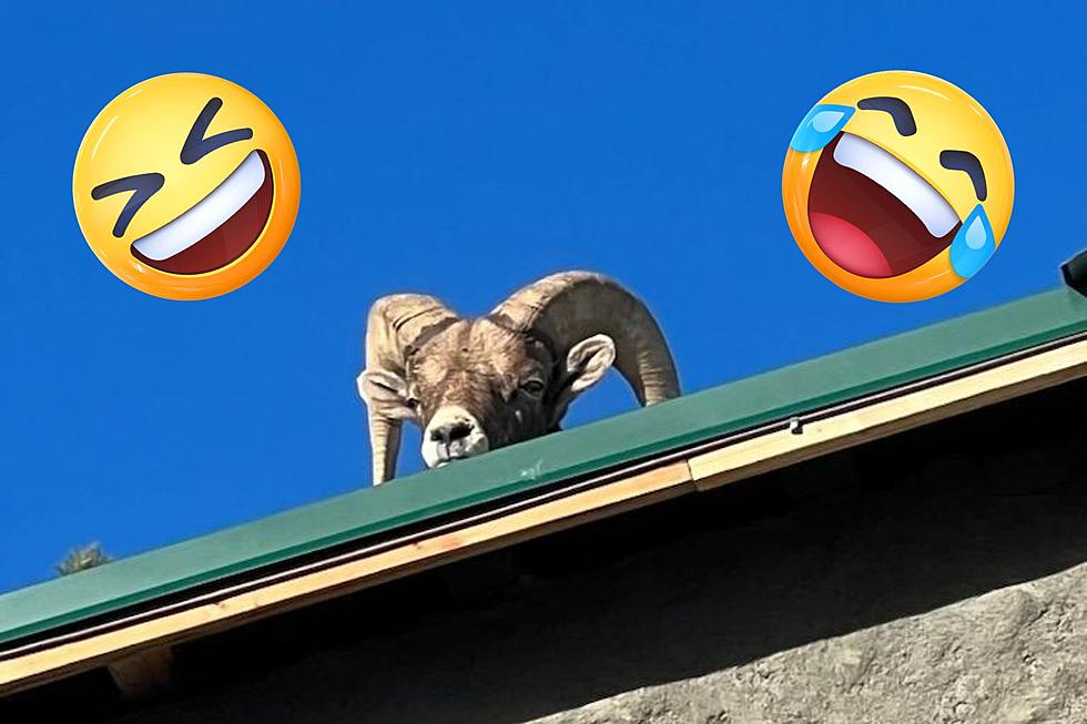 Bighorn Sheep Gets Stuck on the Roof of a Colorado Home
