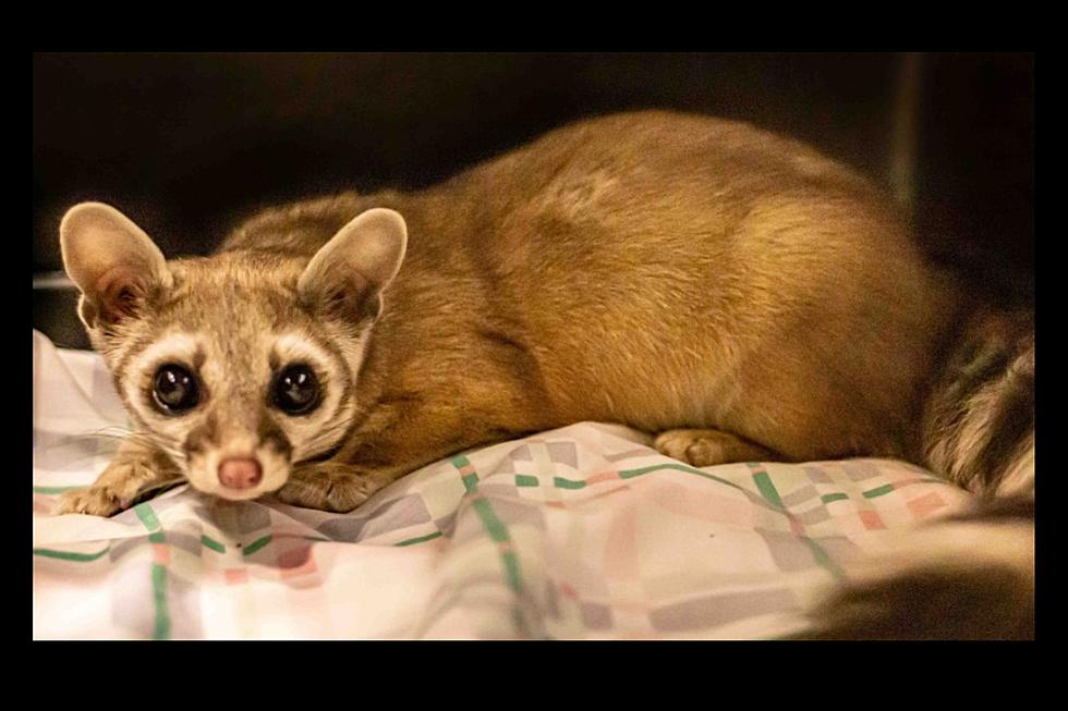 Rare Ringtail Cat Rescued From Northern Colorado Home