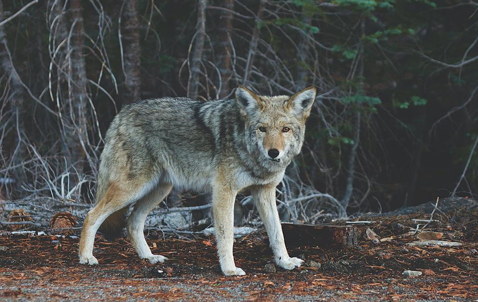 Beware: It’s Coyote Mating Season in Colorado