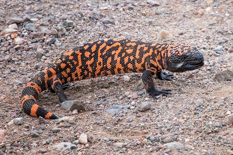 Colorado Man Dies After Being Bit By Pet Gila Monster
