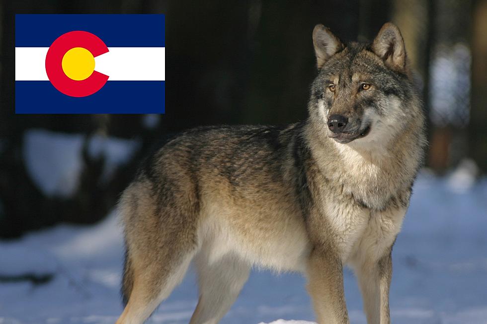 The Financial Cost of Reintroducing Wolves to Colorado Will Shock You