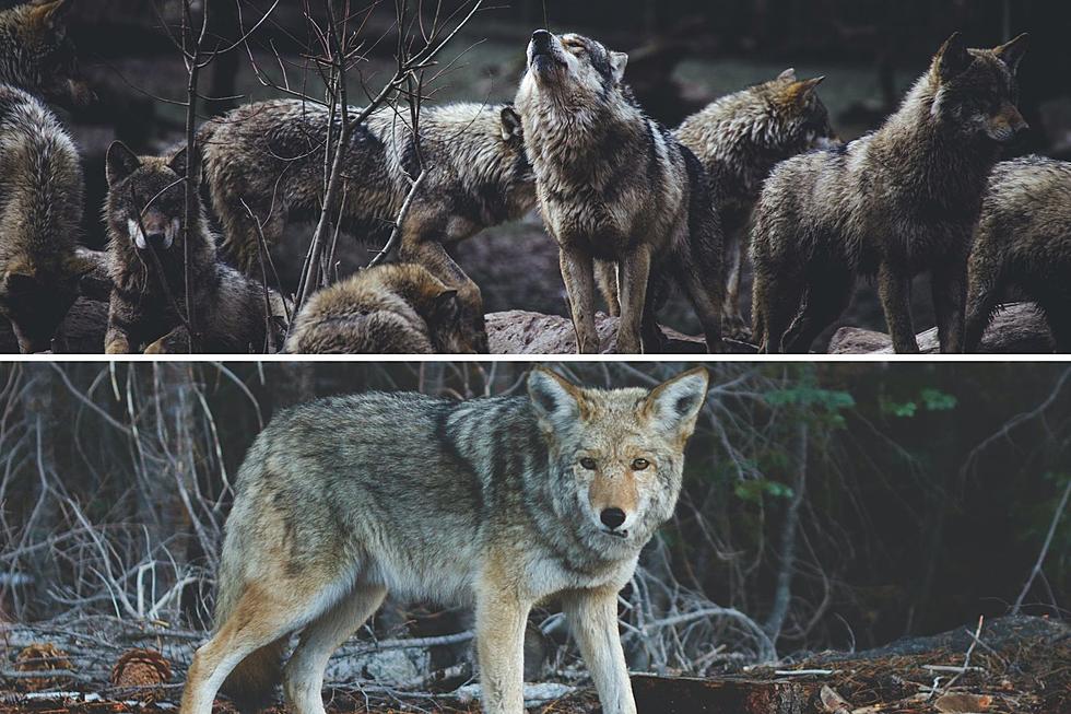 Wolf vs. Coyote: How to Tell the Difference in Colorado