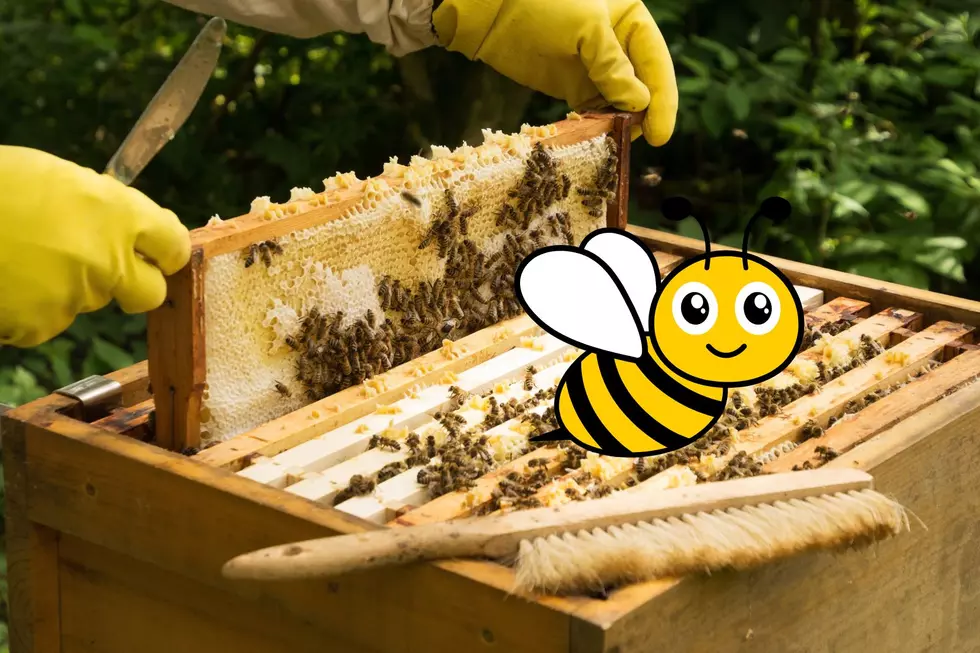 Learn to Become a Beekeeper With This Class in Northern Colorado