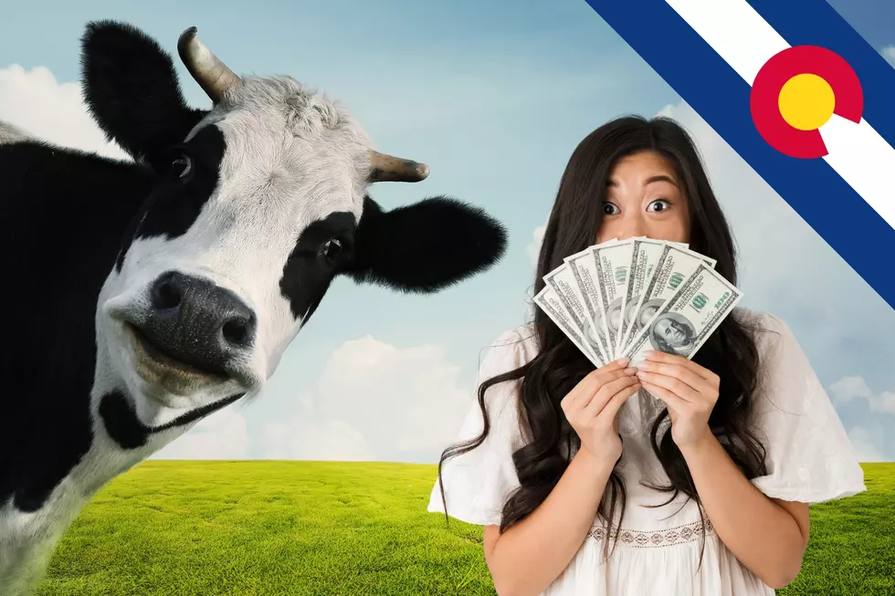 5 Ridiculous Things You Can Buy in Colorado With the Cash Cow