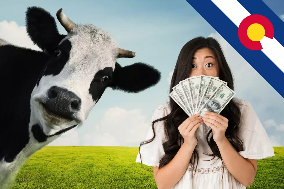 5 Ridiculous Things You Can Buy in Northern Colorado With the Cash Cow