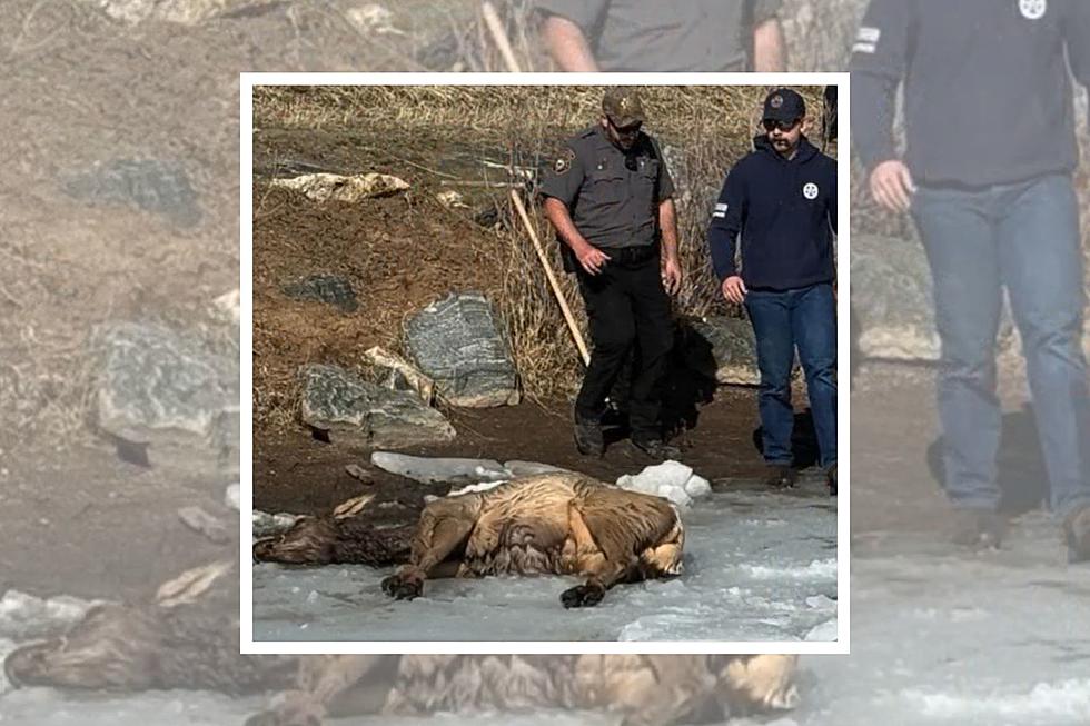 Elk Rescued From Icy Pond in Colorado