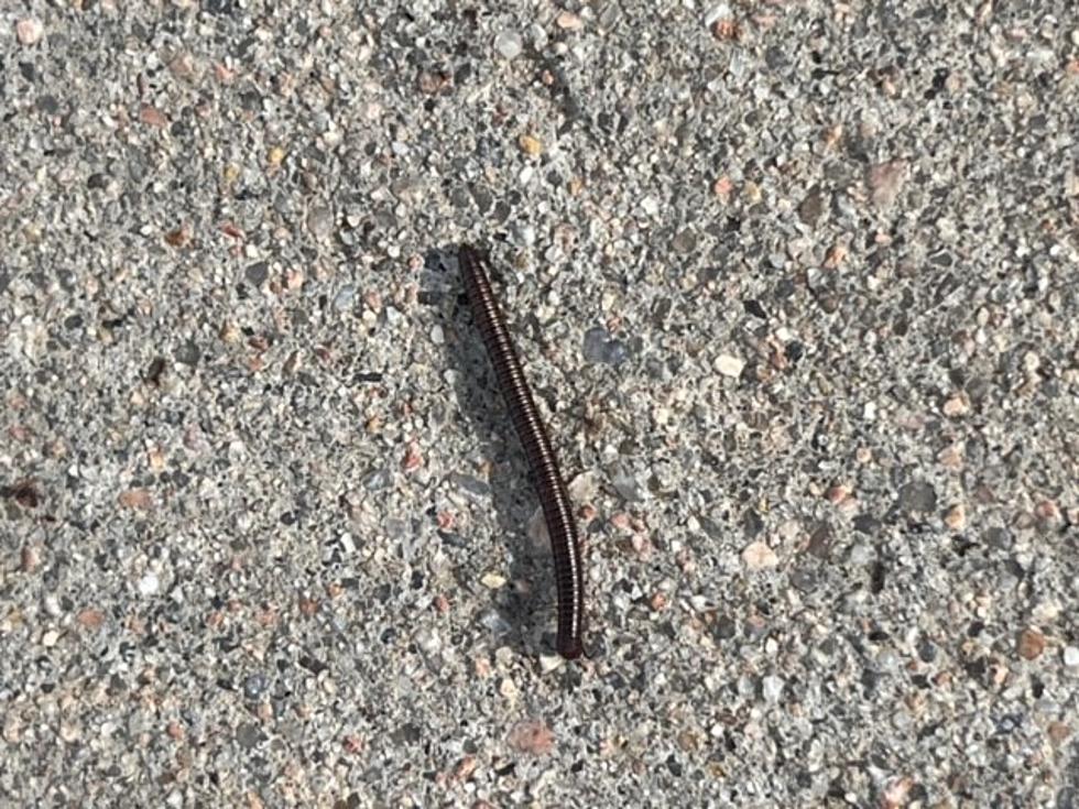 Why are There So Many Millipedes in Colorado Right Now?