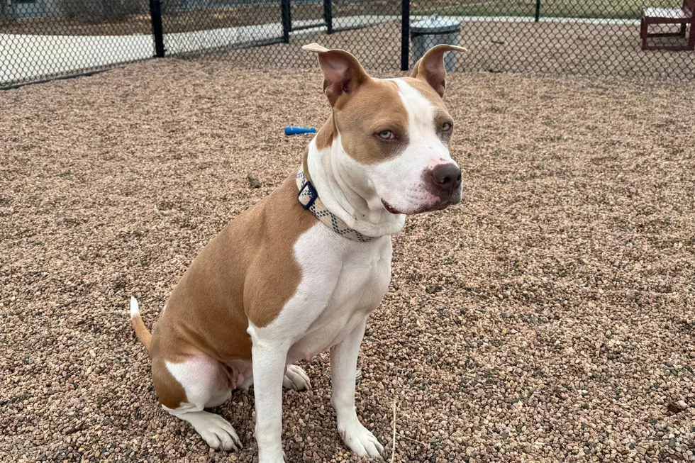 Courtesy of NOCO Humane
