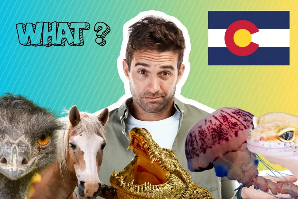 Coloradans Share Their Most Exotic Meals: Some Might Be Illegal