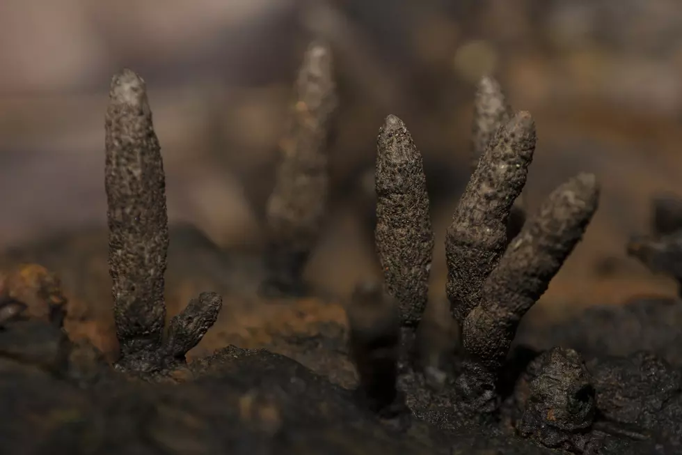 Yikes: Did You Know This Freaky Fungus Grows in Colorado?