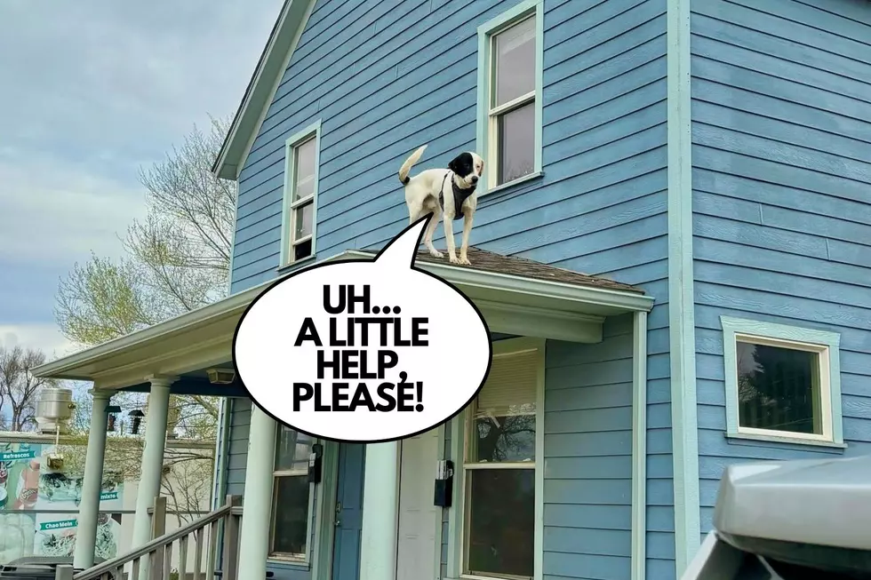 One Mischievous Dog is Rescued From a Roof in Northern Colorado