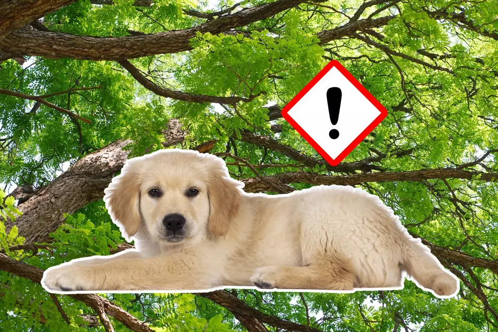 These Colorado Trees Could Be Deadly to Your Pet