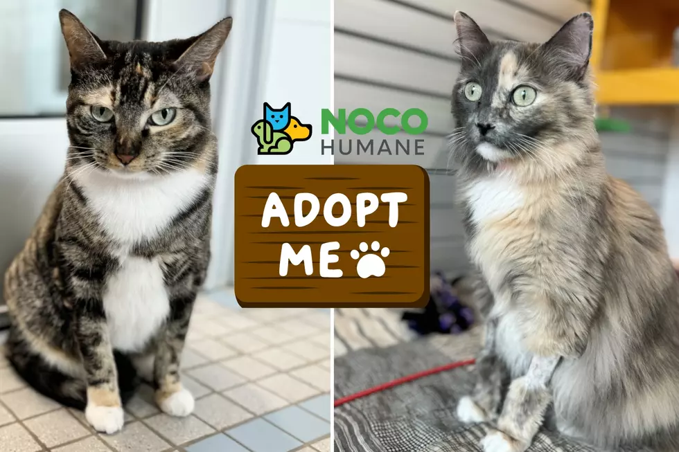 Meet Stormee and Rainee: Our NOCO Humane Pets of the Week