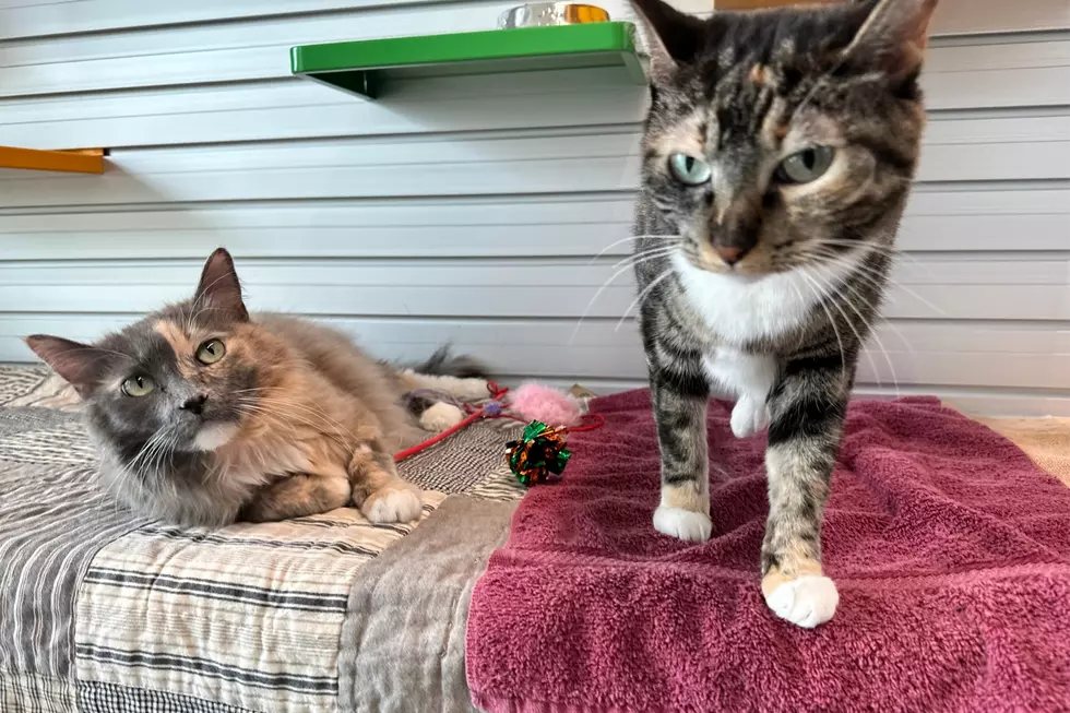 Courtesy of NOCO Humane