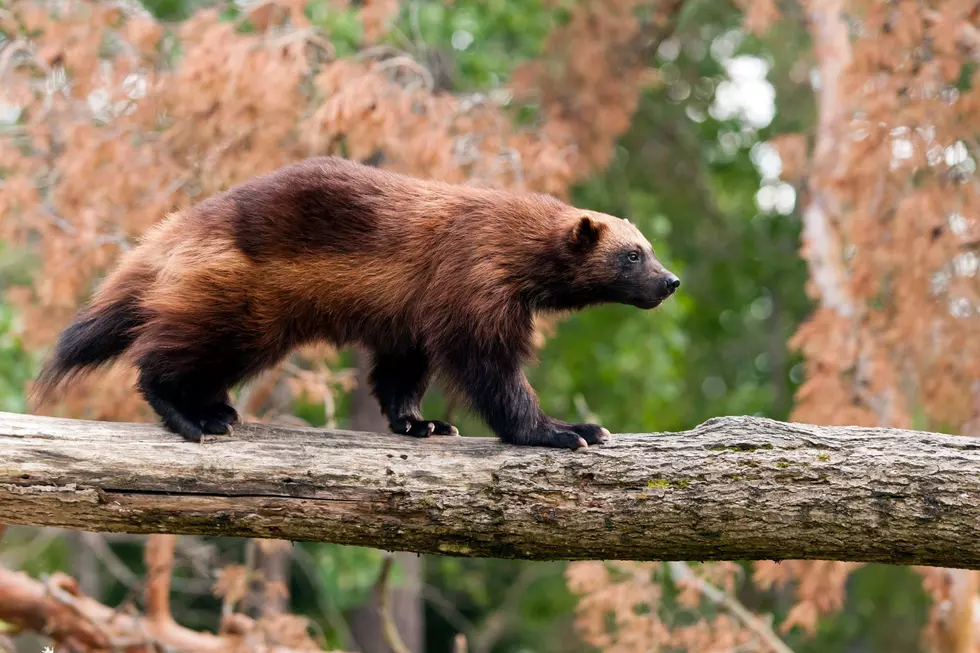 Could Wolverines Be the Next Animal Reintroduced to Colorado? 