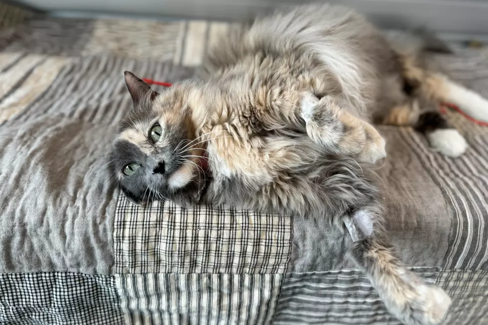 Courtesy of NOCO Humane