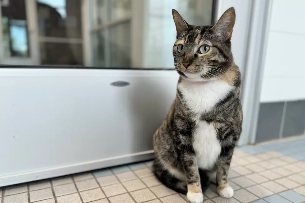Courtesy of NOCO Humane