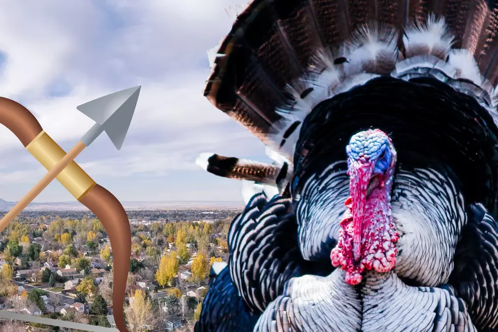 7 Year Old Fort Collins Turkey Lives With Arrow Through Its Body