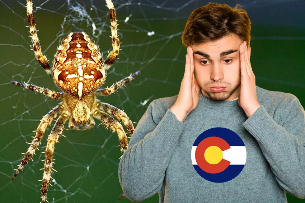 Why You Should Leave Spiders Alone in Your Colorado Home
