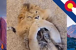 This Adorable Rescue Lion in Colorado Went Viral For All the...