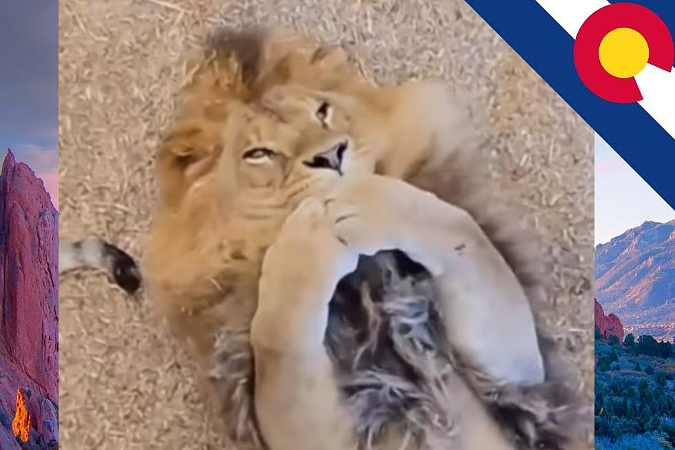 This Adorable Rescue Lion in Colorado Went Viral For All the Right Reasons