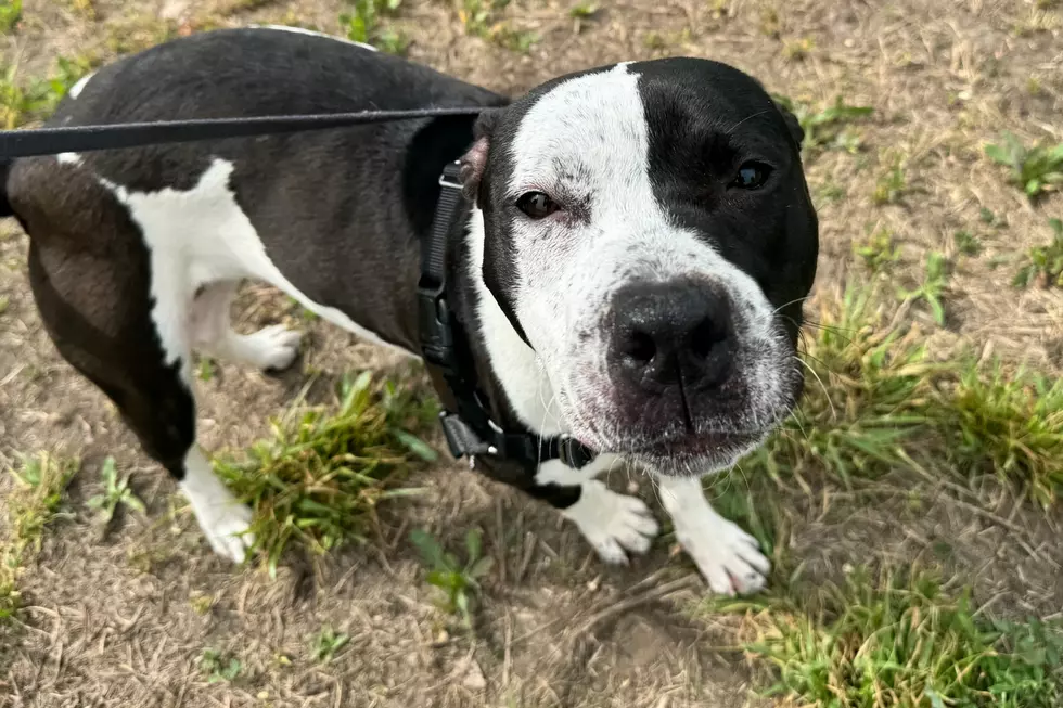 Courtesy of NOCO Humane