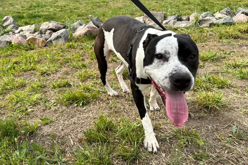 Courtesy of NOCO Humane