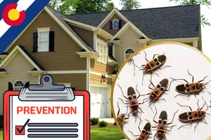 10 Hacks to Keep Colorado Bugs Out of Your House