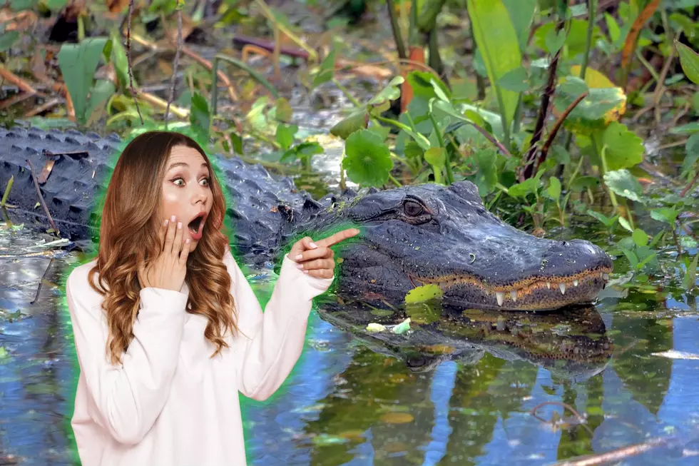 Did You Know This Alligator Movie Star Calls Colorado Home?