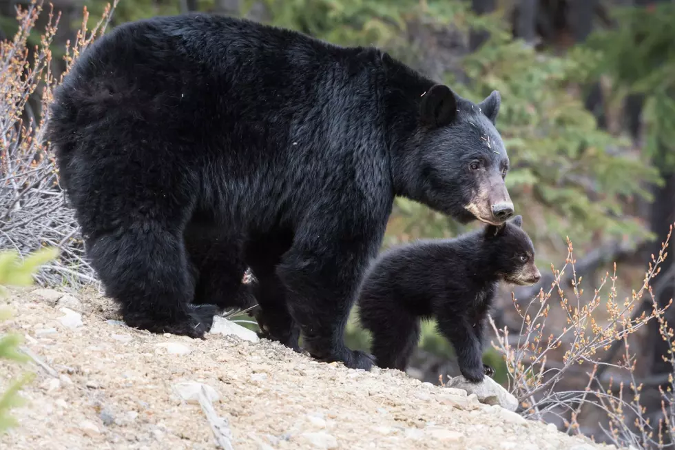 Black Bear Attacks Human in Northern Colorado