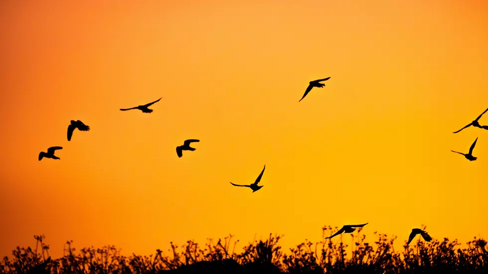 Shay Cohen/Unsplash