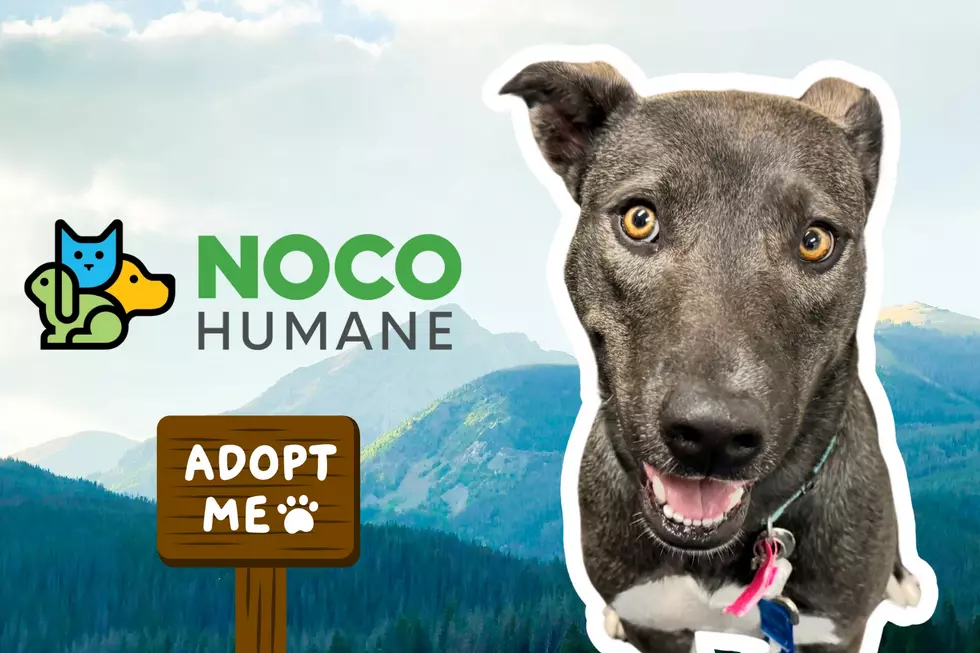 Meet Socks: Our NOCO Humane Pet of the Week