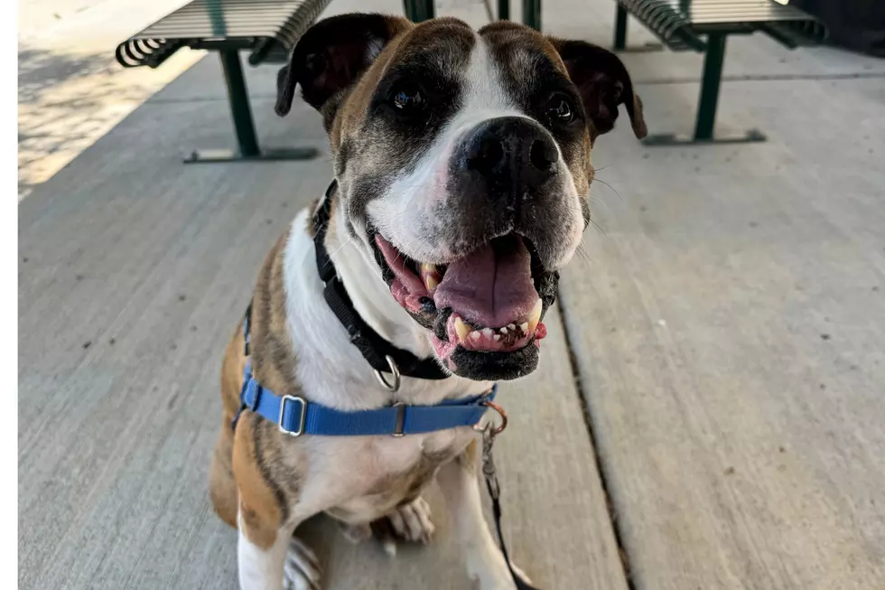 Photo Courtesy of NOCO Humane